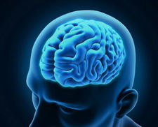 agy védelme kognitív funkciók, fekete áfonya, kapszula