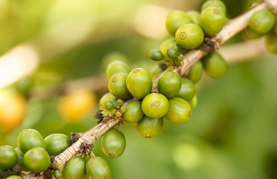 YiYa Zöld kávé gymnema sylvestre fahéj összetétel