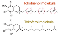 A természetes E-vitamin tokoferol és tokotrienol molekula szerkezete
