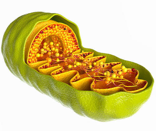 NanoQ® Q10 koenzim PQQ kapszula tablett Új mitokondriumok képződése