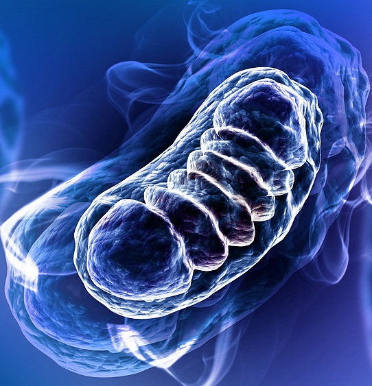 NanoQ® Q10 koenzim PQQ kapszula tablett Új mitokondriumok képződése